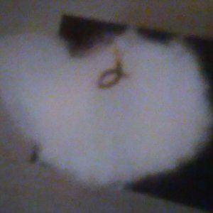 Nose Ring, Ichthus, 14kt Gold